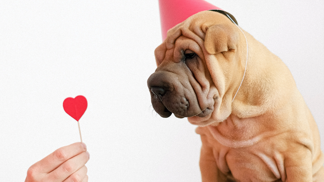 Celebra este San Valentín junto al amor de tu vida; los mejores regalos para tu mascota.