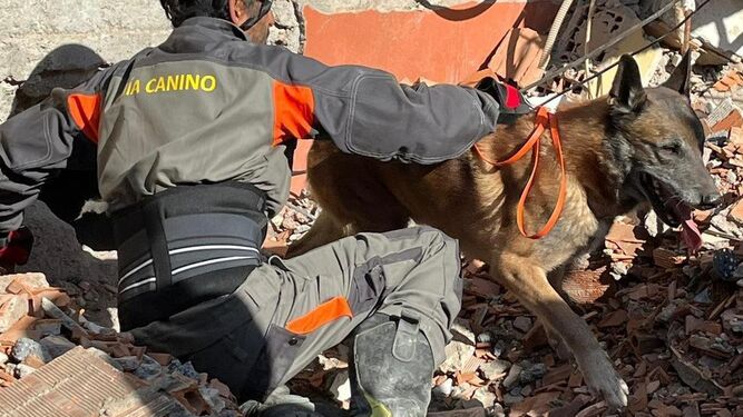 Imágenes cruciales sobre los perros rescatistas del terremoto en Turquía y Siria y animales que han encontrado