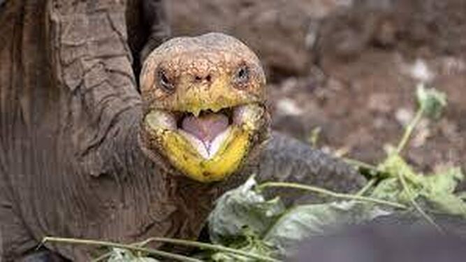 Diego, la tortuga que salvó a su especie