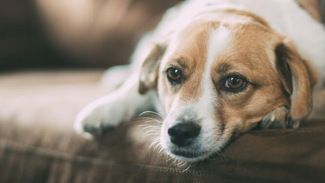 La nueva ley de bienestar animal prohíbe dejar a tu perro solo más de 24 horas