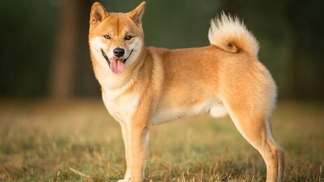 Shiba Inu, uno de los perros más buscados