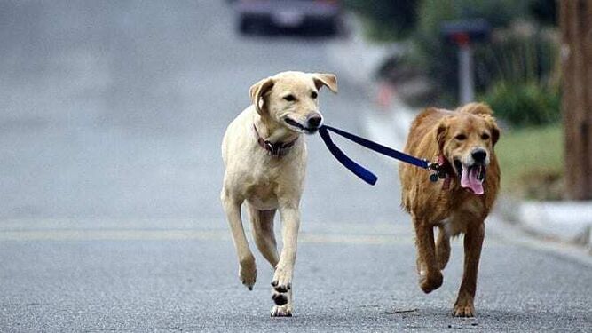 Un estudio afirma que los perros que mejor entienden las señales humanas también son más independientes