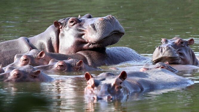 Colombia se plantea enviar a los hipopótamos de Pablo Escobar a otros países