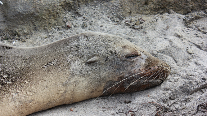 Tragedia en Perú: mueren 3.492 lobos marinos y 63.000 aves por gripe aviar