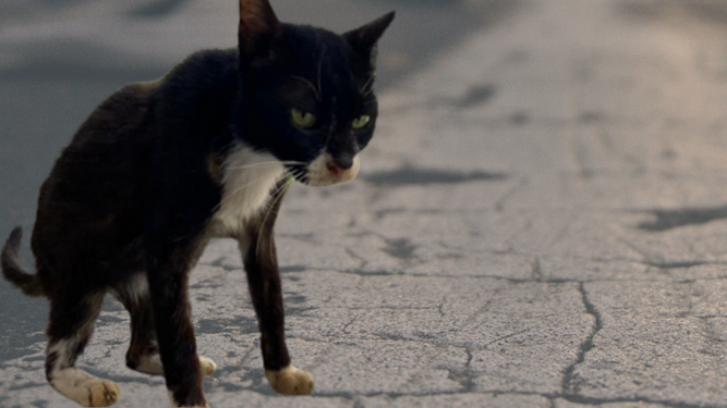 ¿Los gatos callejeros pueden contagiar enfermedades a los humanos?