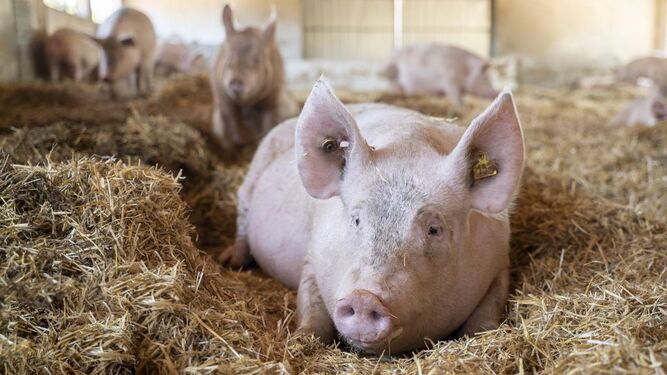 Entra en vigor la nueva normativa para mejorar el bienestar animal en las granjas