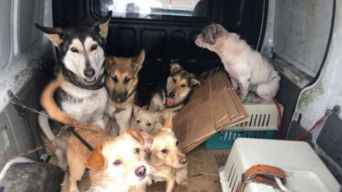 Rescatan a 7 perros en Vigo que llevaban días sin comer, cuyo propietario ingresó en prisión y no podía cuidarlos