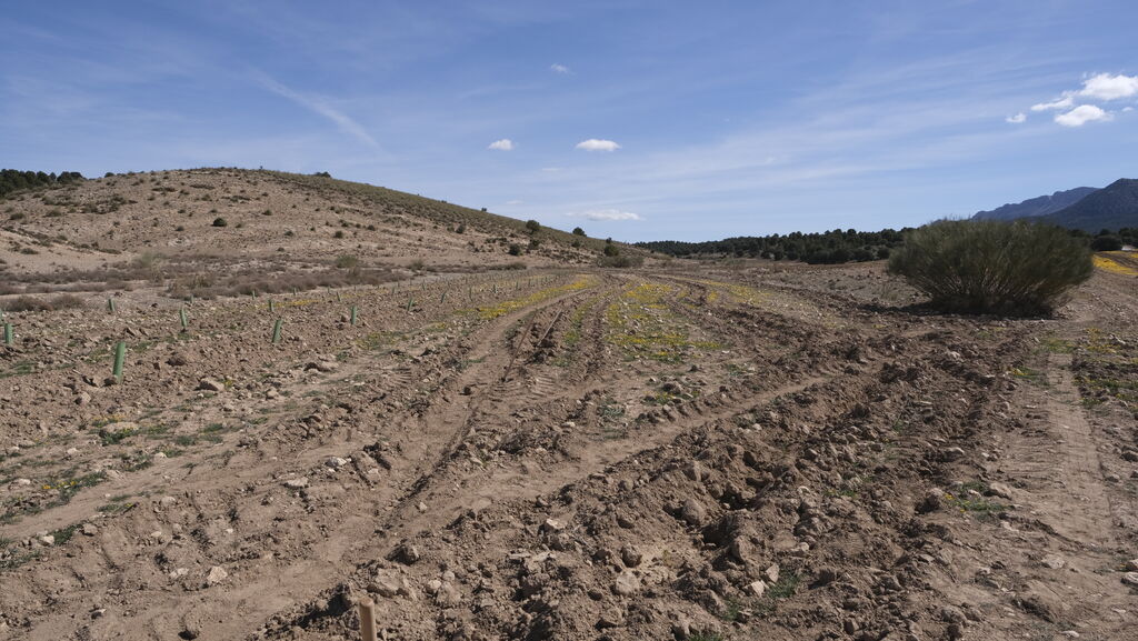 Cajamar pone 'la primera planta' para la reforestaci&oacute;n de Sierra Mar&iacute;a-Los V&eacute;lez