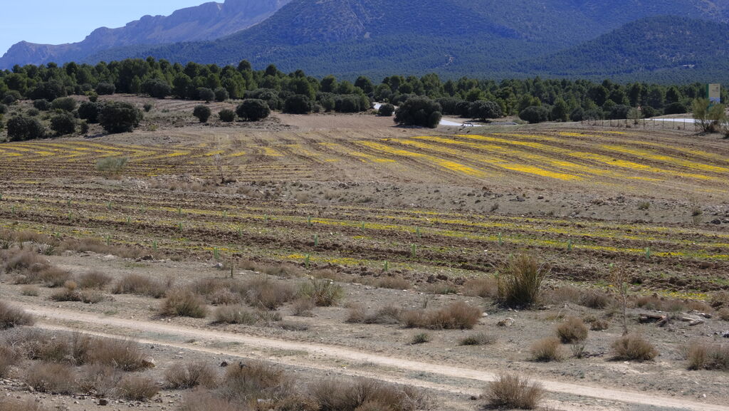 Cajamar pone 'la primera planta' para la reforestaci&oacute;n de Sierra Mar&iacute;a-Los V&eacute;lez