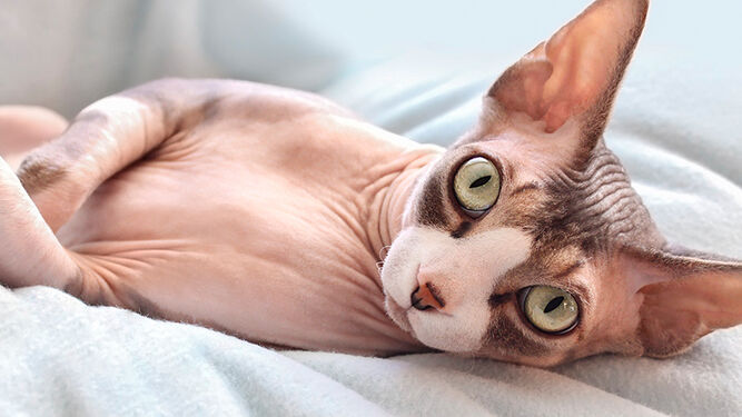 El esfinge, una de las razas de gatos más caras del mundo