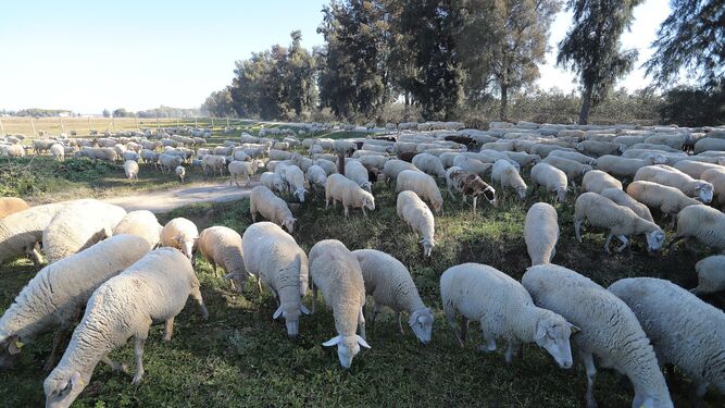 Cabezas de ganado ovinas