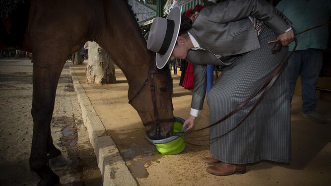 Una caballista ofrece agua a su caballo.