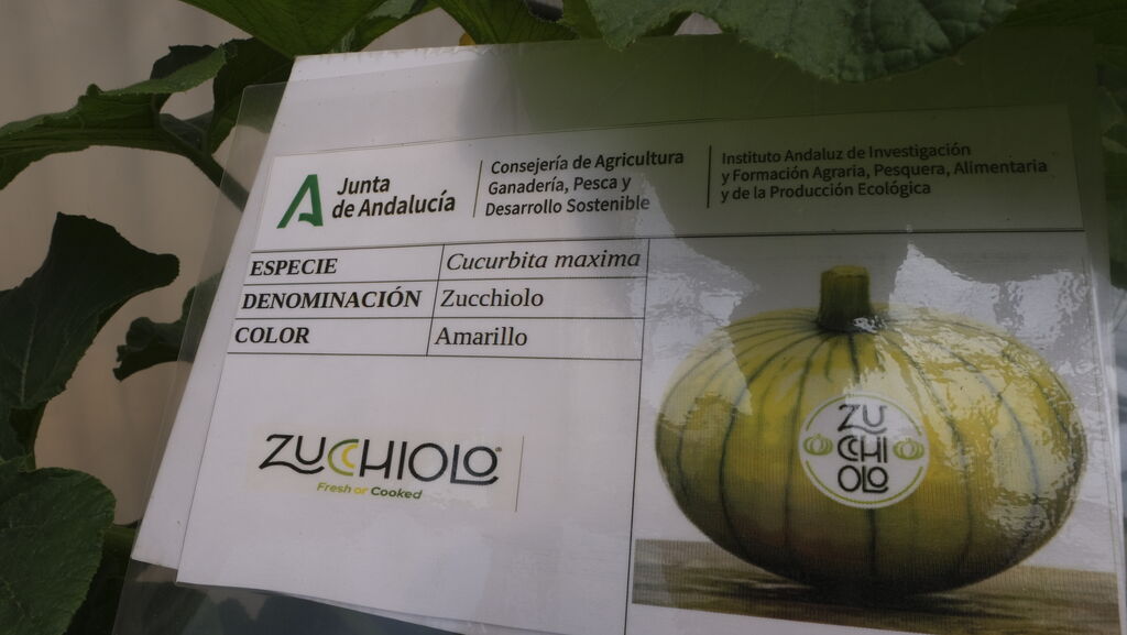 Presentaci&oacute;n del nuevo producto de Beyond Seeds, Zucchielo, en el IFAPA de La Mojonera