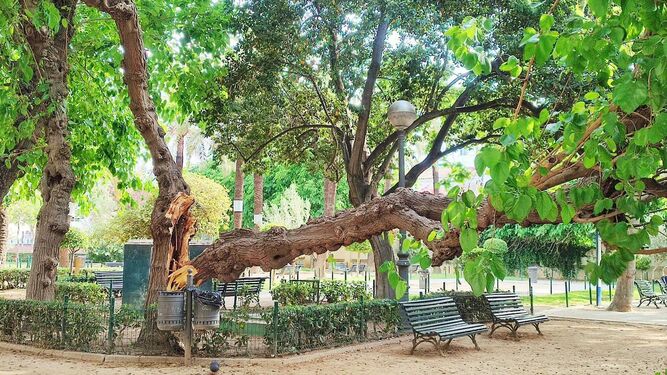 El estado en el que ha quedado la rama del árbol que se ha caído en el parque del Chalé de Varela.