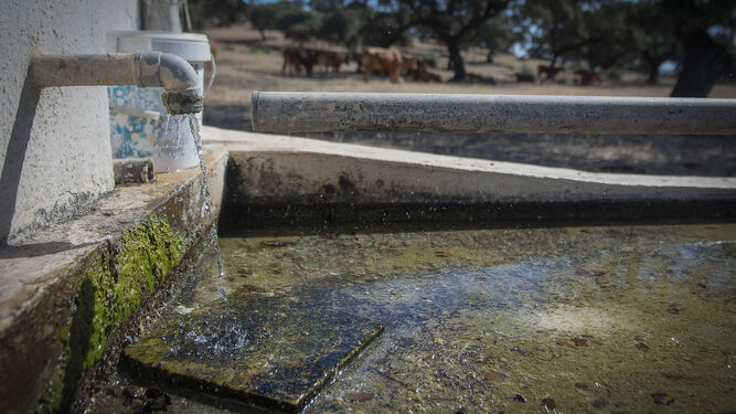 La sequía amenaza a la ganadería de toda Andalucía