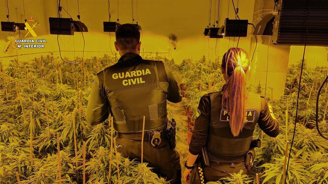 Agentes de la Guardia Civil en la plantación de marihuana.