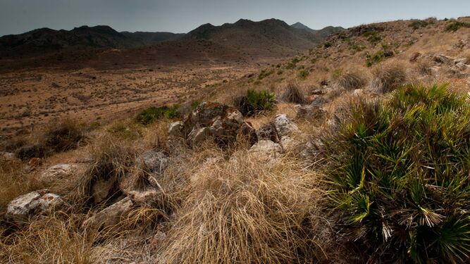 Palmito (Chamaerops humilis) en un paisaje heterogéneo de las inmediaciones del Parque Natural del Cabo de Gata-Níjar.