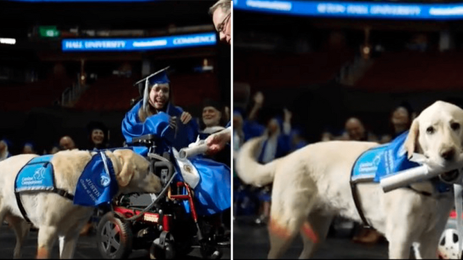 El perro universitario: consigue su diploma al acompañar a su dueña con discapacidad a clases