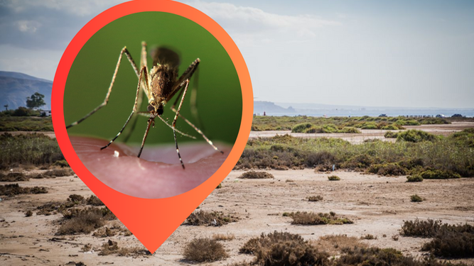 ¿Por qué hay tantos mosquitos en Almería este año?
