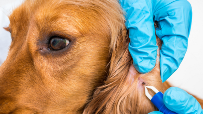Un veterinario quitando una garrapata a un perro.