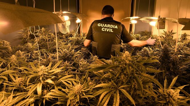 Un agente de Policía junto a un cultivo de marihuana indoor de los cientos que se intervienen en la provincia cada año.