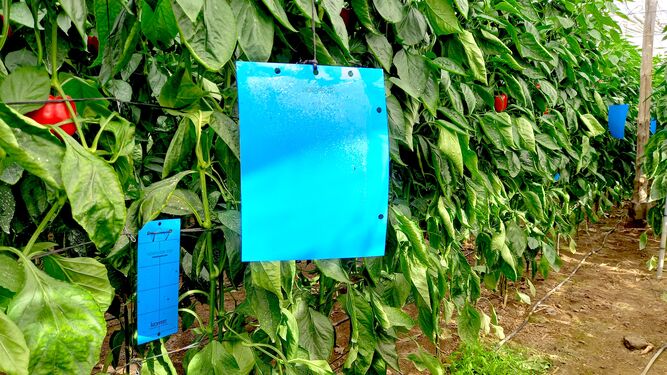 Placas adhesivas Horiver-TR de color azul en un cultivo de pimiento en invernadero.
