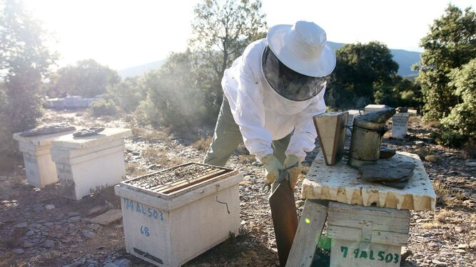 Un apicultor, con sus colmenas.