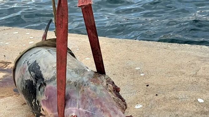Cadáver del delfín localizado en el puerto de Almería.