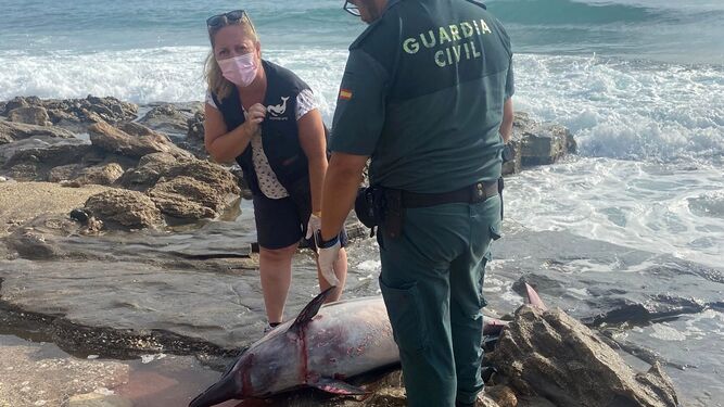 Hallan el cadáver de un delfín listado en la costa de Garrucha