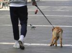 Cuántos perros hay censados en Andalucía por provincias