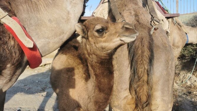 Pasa una tarde en Almería rodeado de camellos… ¡Y monta en uno!