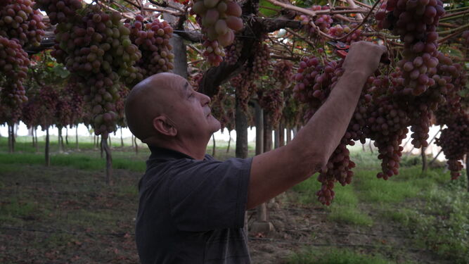 Manuel Abad durante la recolección de la uva