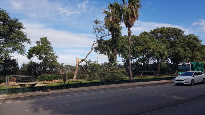 Un árbol dañado por el temporal 'Bernard' en el Parque del Oeste, en una imagen de archivo.