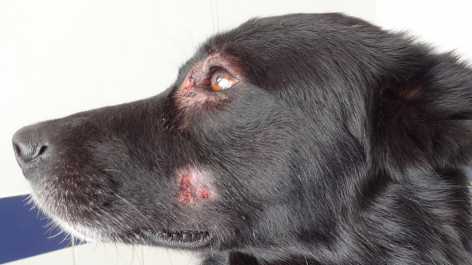 Qué es la pioderma en perros y cuáles son sus síntomas