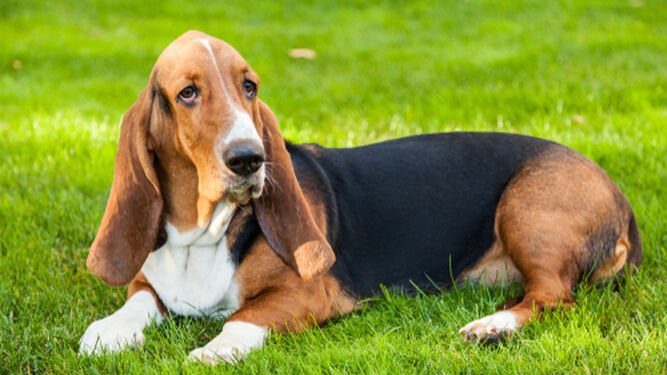 Basset hound, el adorable perro con orejas largas