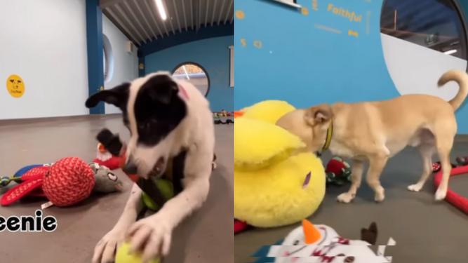 El emotivo vídeo de los perros de un refugio eligiendo su regalo para Navidad