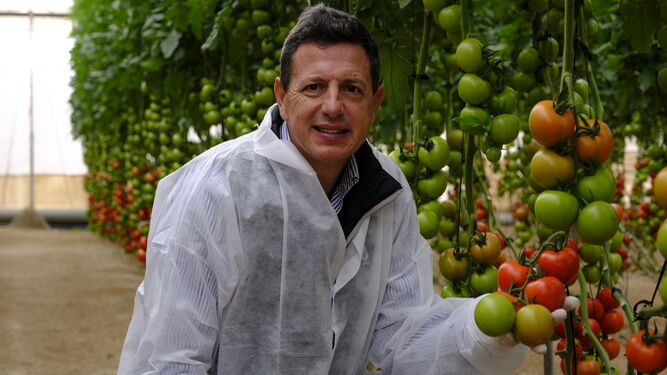 Manuel muestra algunos de los tomates con alta resistencia de la finca.