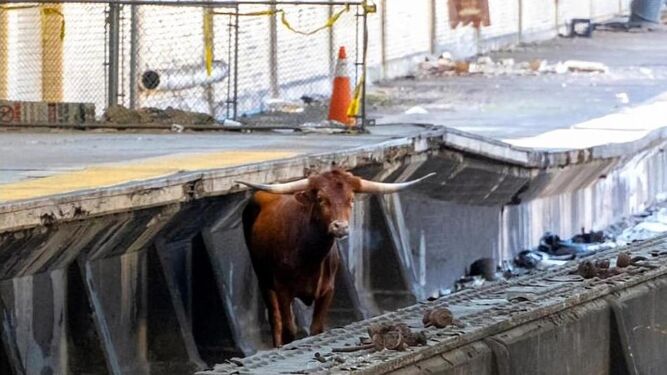 Un toro salta a las vías y retrasa los trenes entre Nueva York y Nueva Jersey