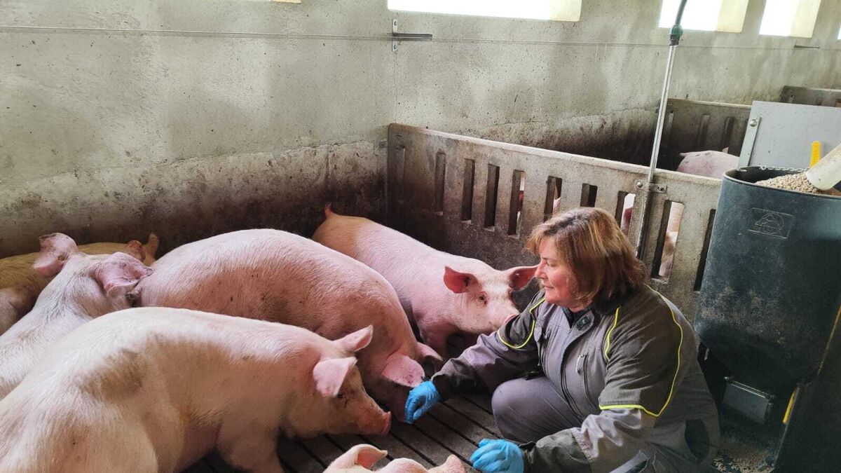 María del Carmen García alimenta a los cerdos que tiene en su granja, situada en la localidad de Topares.
