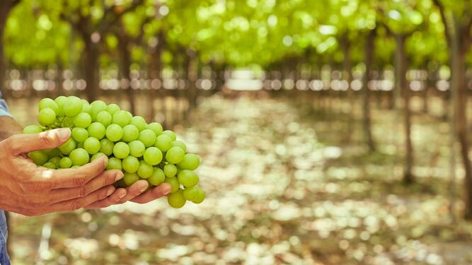 Moyca produce 44 variedades diferentes de uva.