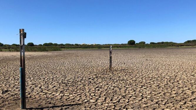 Una laguna de Doñana, totalmente seca.