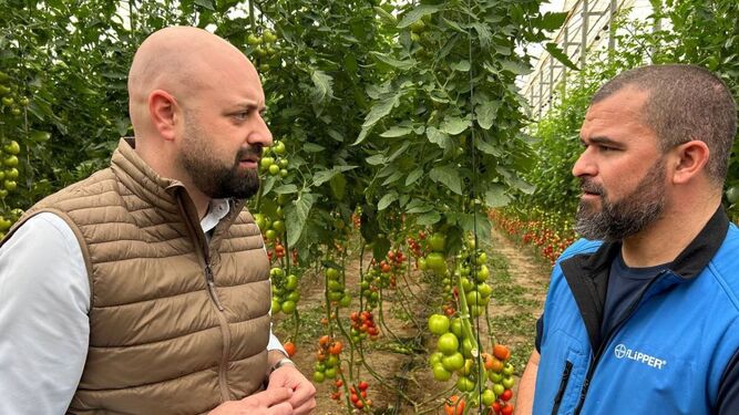 El presidente de Vox Almería visita un invernadero de tomate.