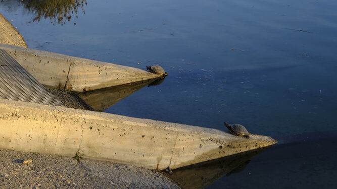 Tortugas en el estanque del parque del Andarax