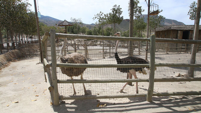 Las avestruces en la reserva de MiniHollywood.