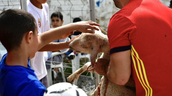 Un musulman sujeta a un cordero  antes de ser sacrificado durante la Fiesta  del Cordero.