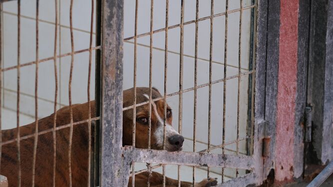 Un perro encerrado en un Centro de Protección Animal.